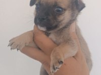 Kaliteli Chihuahua Şivava Yavrular