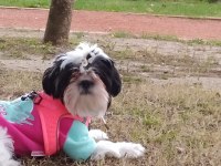 Shih tzu kızımız lila ailesini arıyor