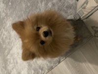 Sıfır numara pomeranian boo