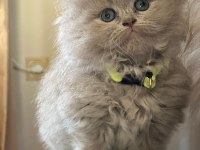 British Longhair Dişi