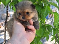 Mini Pomeranian Boo Bebekler