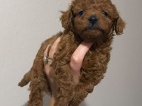 RED BROWN TOY POODLE YAVRULAR