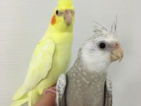 Wf White Jumbo Erkek Bebek Sultan Konuşma Garantili