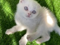 Pamuk Gibi Kırık Kulak Scottish Fold Yavru