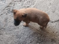 SON KALAN BELÇİKA KURDU YAVRULARI ACELE EDEN ALIR