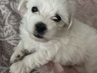 Pamuk gibi yavrumuza yuva