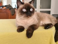 Evde kedi fazlalığından ev kedilerimi sahiplendiriyorum