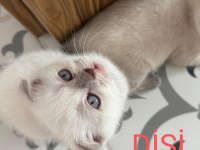 2 Aylık Scottish Bluepoint Shorthair Yavrular