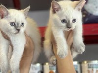 Irk Garantili British Shorthair Yavruları