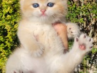 Üst kalite Erkek British Shorthair Yavrular