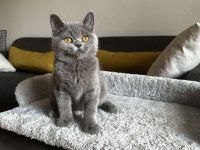 Gri British shorthair cinsi yavrumuza yuva arıyoruz