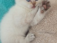 Beyaz scottish fold kedimiz