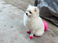 9 aylık pomeranian TEACUP dişi