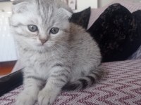 İki aylık scottish fold erkek