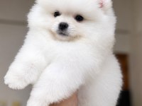 KARTOPU GİBİ POMERANİAN BOO