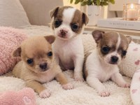 Teacup Chihuahua
