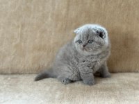Eşsiz Güzellikte Blue Scottish Fold