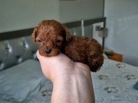 SEKER MINIK POODLE KÖPEKLER