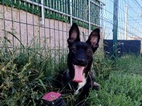 UST DUZEY DİŞİ MALINOIS YAVRUM