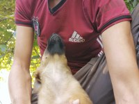 Belçika malinois 2 aylık