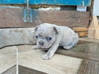 GÖREBİLECEĞİNİZ EN TATLI FRENCH BULLDOG BEBEKLER
