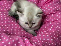 Ankara kaliteli british shorthair bebekler