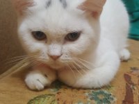 Yetişkin dişi kedim