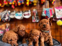 Şecereli toy poodle yavrularımız