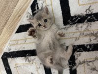 Bakımlı Cins Kediler