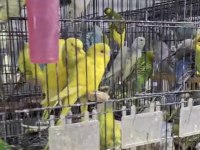 Her türlü muhabbet kuşu mevcut