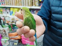 45 günlük bebek Sevda PAPAĞANLARI GELMİŞTİR