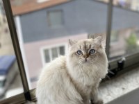 British Shorthair Ücretsiz Sahiplendirilecektir