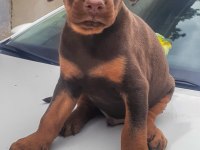 Doberman Yavrularımız