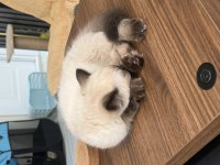 British Longhair Blue Point 3 Aylık Erkek