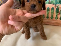 Toy Poodle Erkek Kısa Kuyruk