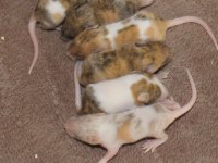 Lab - Rat - Dumbo Rat - Panda Mice Adrese Teslim Mevcut