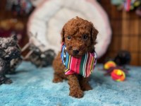 Minicik toy Poodle bebekler