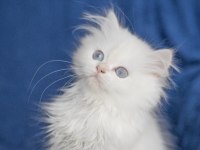 British Longhair NY 33 Dişi