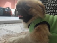 2 yaşında dişi kısır cipli orjinal sıfır burun pekinez