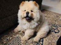 A KALİTE BEYAZ CHOW CHOW YAVRULAR