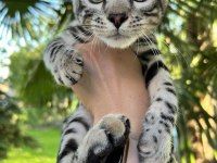 Faturalı Silver Bengal Yavruları