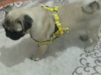 5 aylık pug