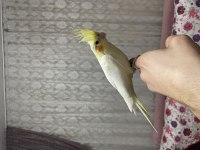 Lutino sultan papağanı