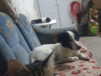 Cipli aşılı köpek için acil yuva jack russell