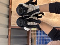 Labrador bebeklerimiz