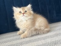 2 Aylık Pamuk Şeker Kedimiz