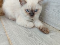 BRİTİSH VE SCOTTİSH YAVRULAR