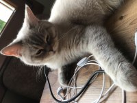 3 yaşında dişi british shorthair