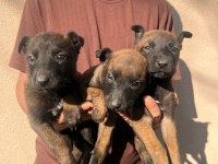 Belçika malinois yavrular