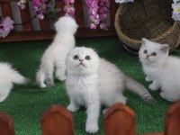 Full şecereli scottish fold yavrularım